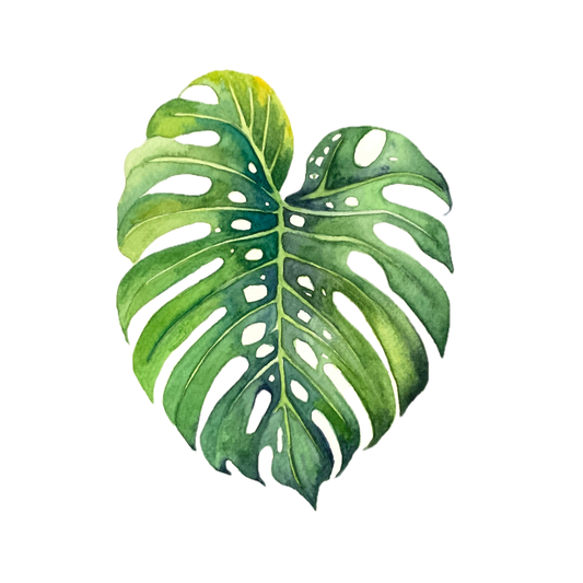 Monstera Leaf