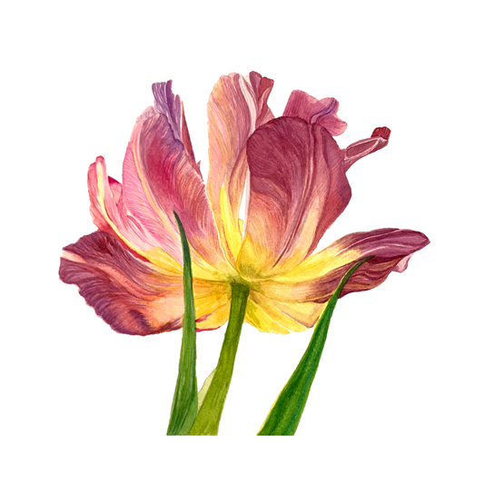 Parrot Tulip