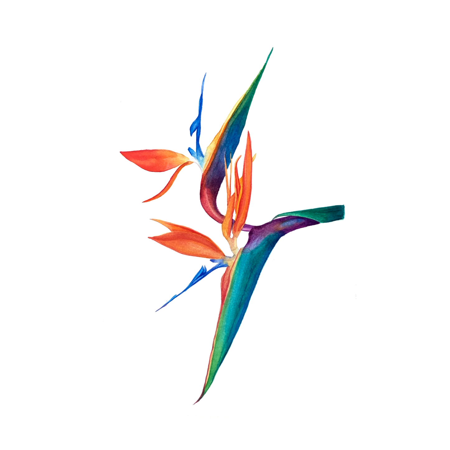 Bird Of Paradise