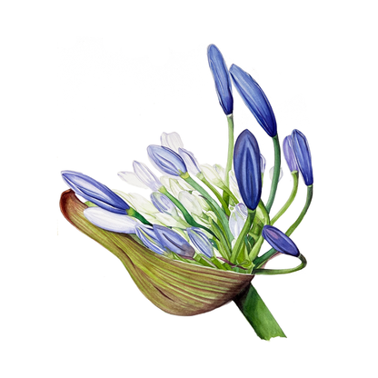 Agapanthus