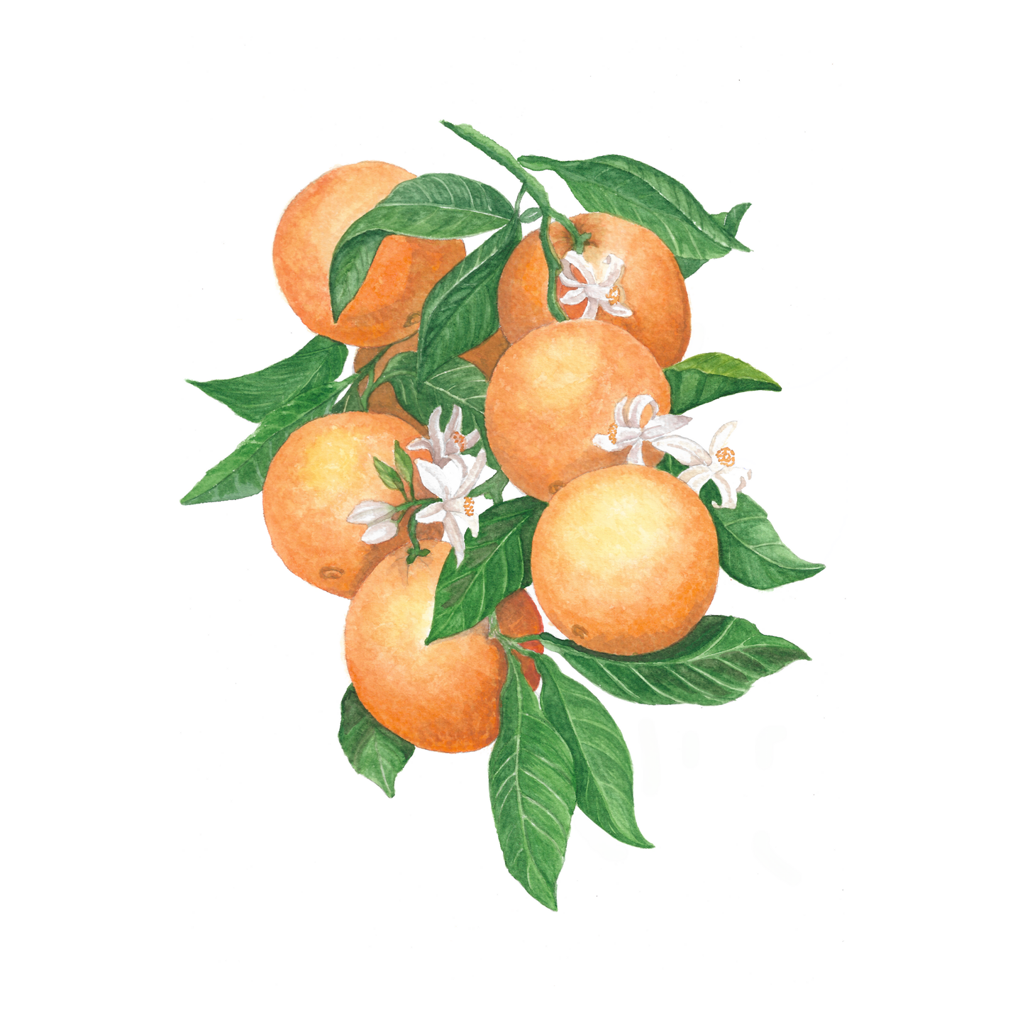 Oranges