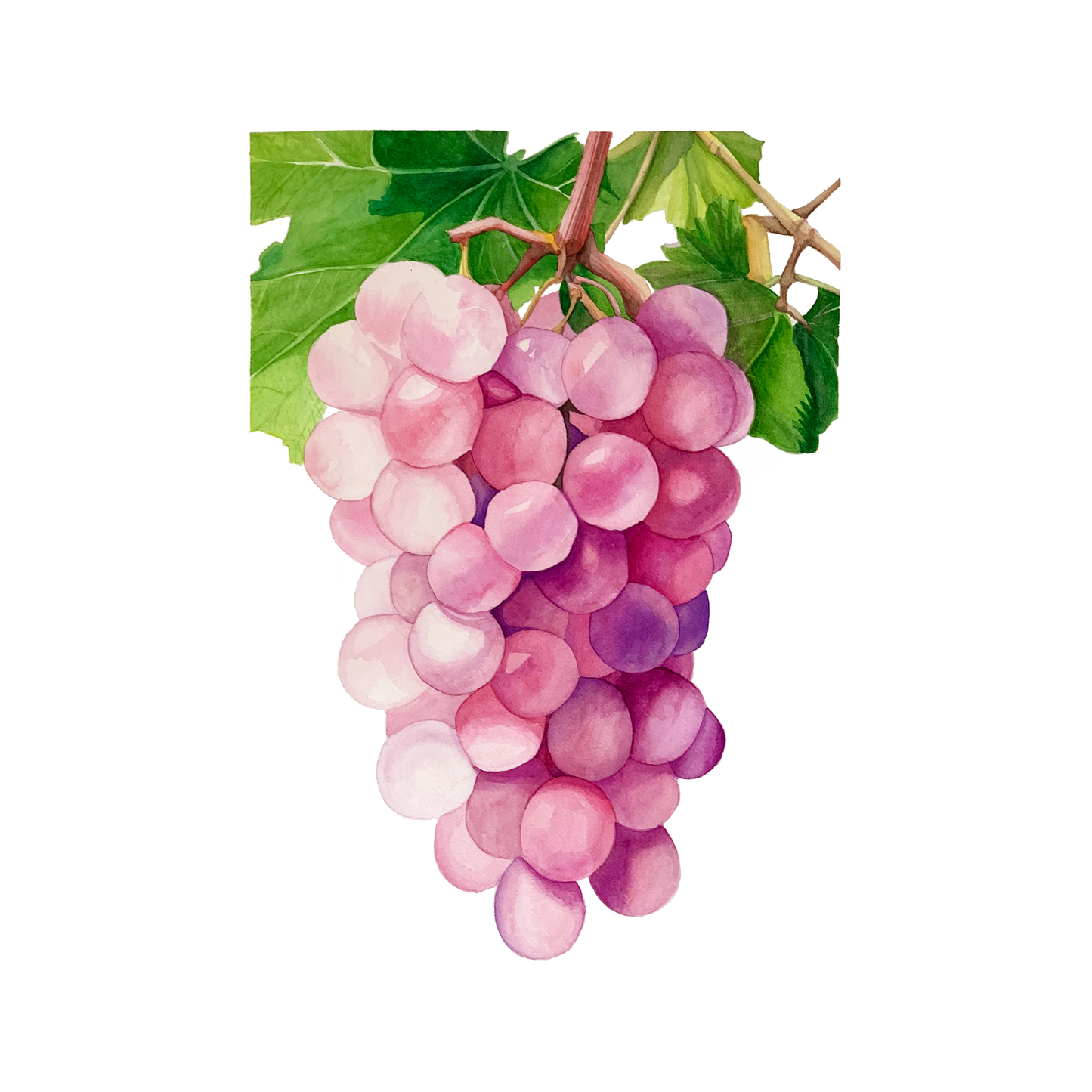 Koshu Grapes