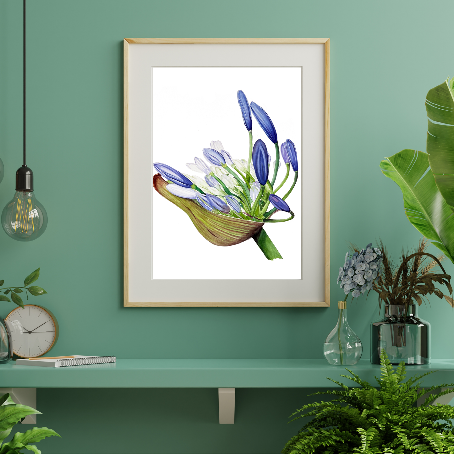 Agapanthus