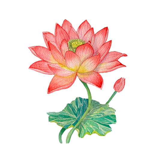 Lotus