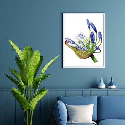 Agapanthus