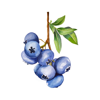 Blueberry Branch